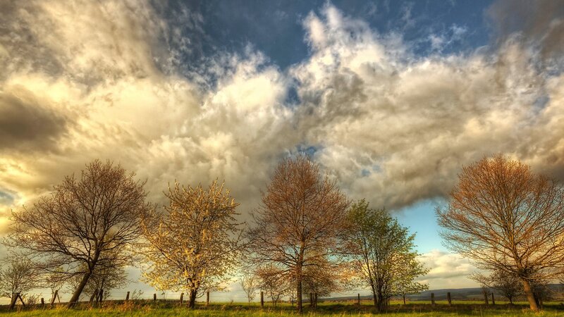 Trees in a Field — Blue, Dramatic, Spring