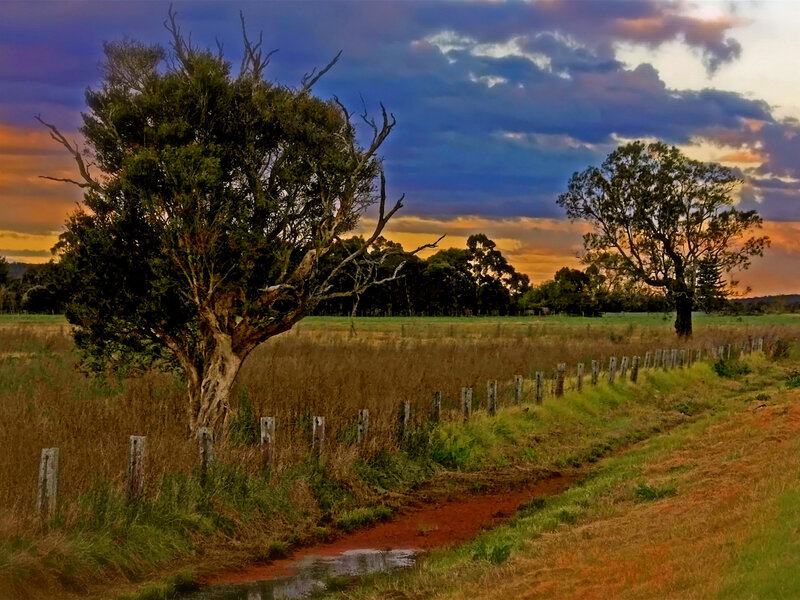 Trees in a Field — Blue, Dramatic, Sunset, Photograph, Fence