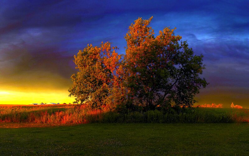 Trees in a Field — Blue, Dramatic, Sunset