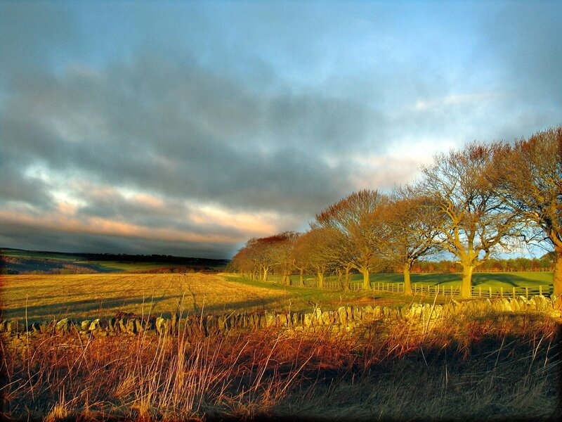 Trees in a Field — Blue, Dramatic