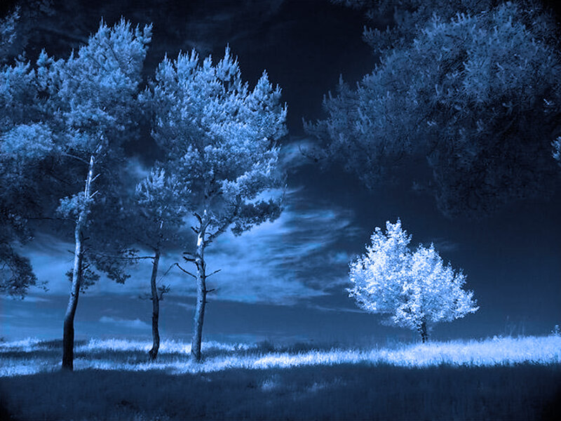 Trees in a Field — Blue