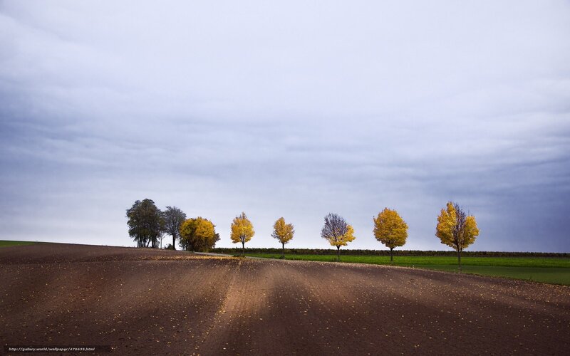 Trees in a Field — Brown, Serene