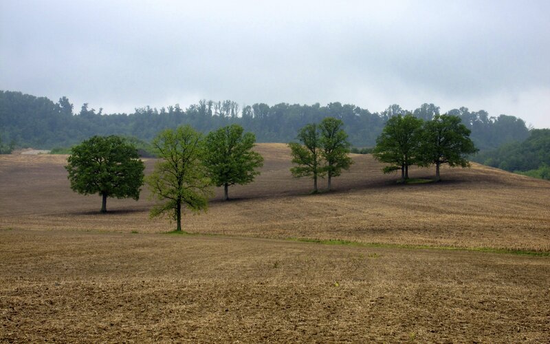 Trees in a Field — Brown
