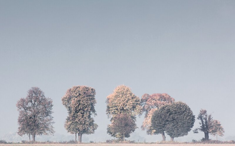 Trees in a Field — Gray, Serene, Autumn
