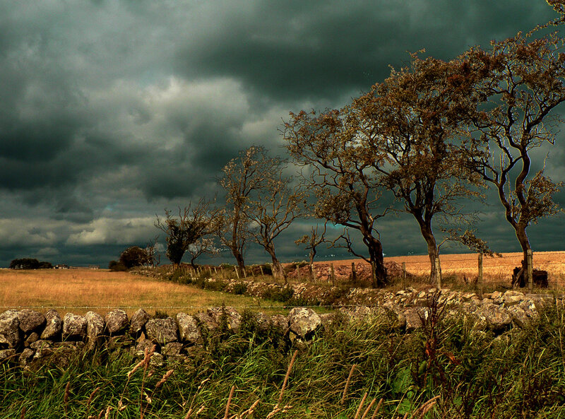 Trees in a Field — Gray