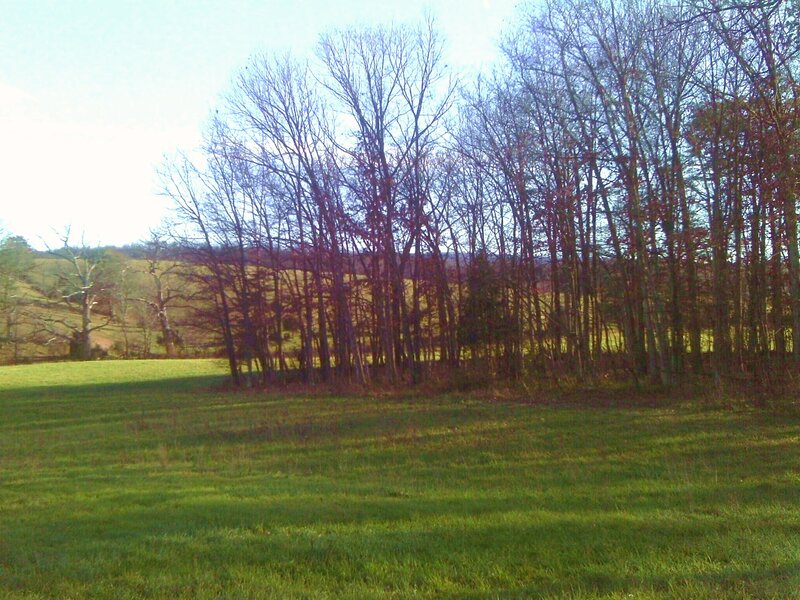 Trees in a Field — Green, Calm