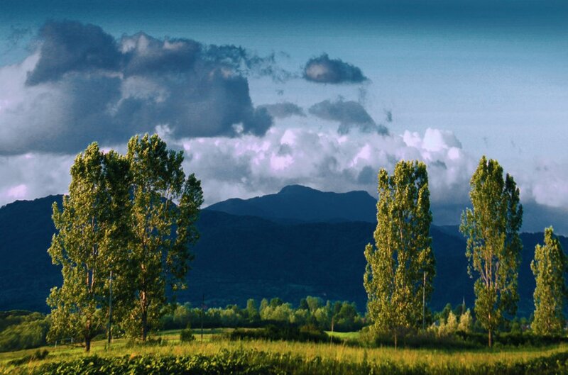 Trees in a Field — Green, Dramatic, Afternoon