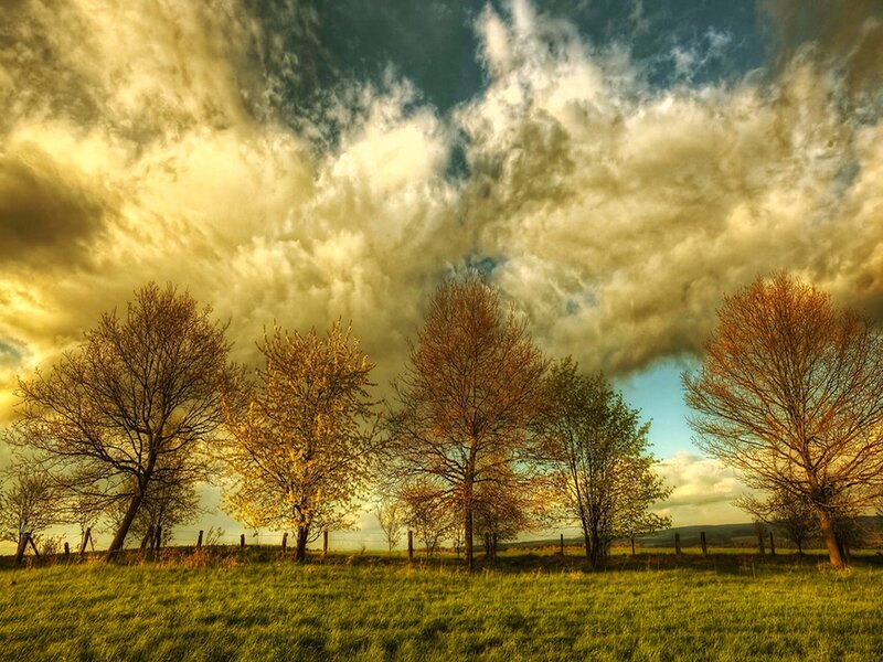 Trees in a Field — Green, Dramatic, Autumn