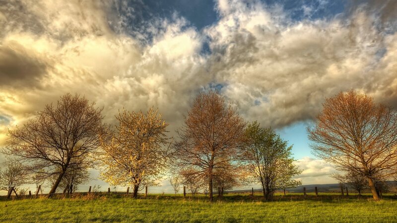 Trees in a Field — Green, Dramatic, Spring, Photograph