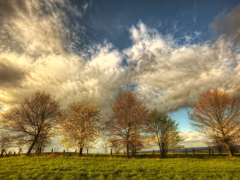 Trees in a Field — Green, Dramatic, Spring
