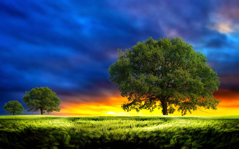 Trees in a Field — Green, Dramatic, Sunset, Digital Art