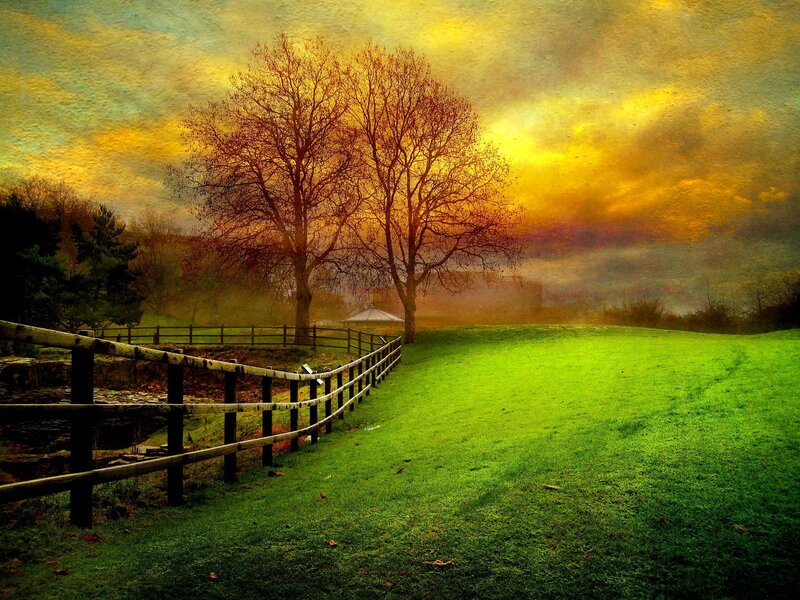 Trees in a Field — Green, Dramatic, Sunset, Photograph, Fence