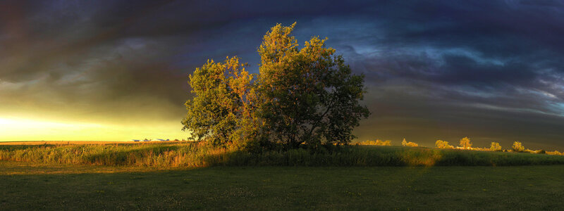Trees in a Field — Green, Dramatic, Sunset, Photograph, Sky, Clouds
