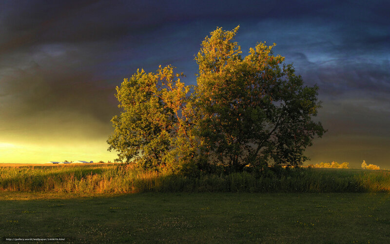 Trees in a Field — Green, Dramatic, Sunset, Photograph, Sky