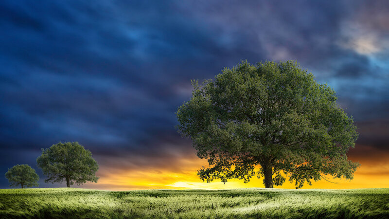Trees in a Field — Green, Dramatic, Sunset, Photograph