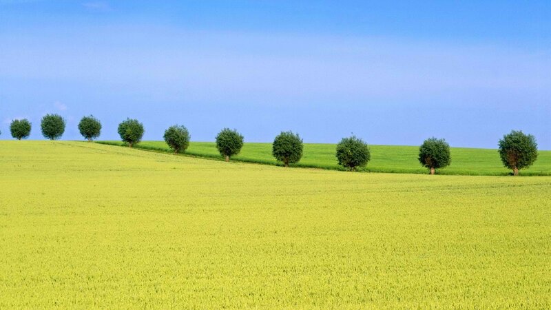 Trees in a Field — Green, Serene, Afternoon, Photograph, Sky, Hills