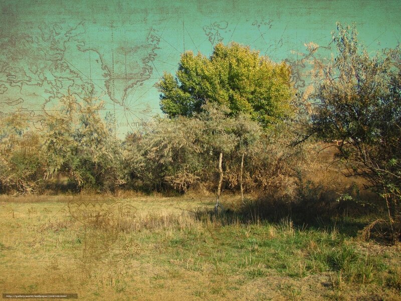 Trees in a Field — Green, Serene, Afternoon