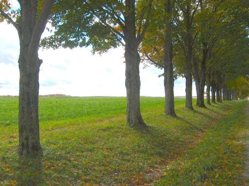 Trees in a Field — Green, Serene, Autumn