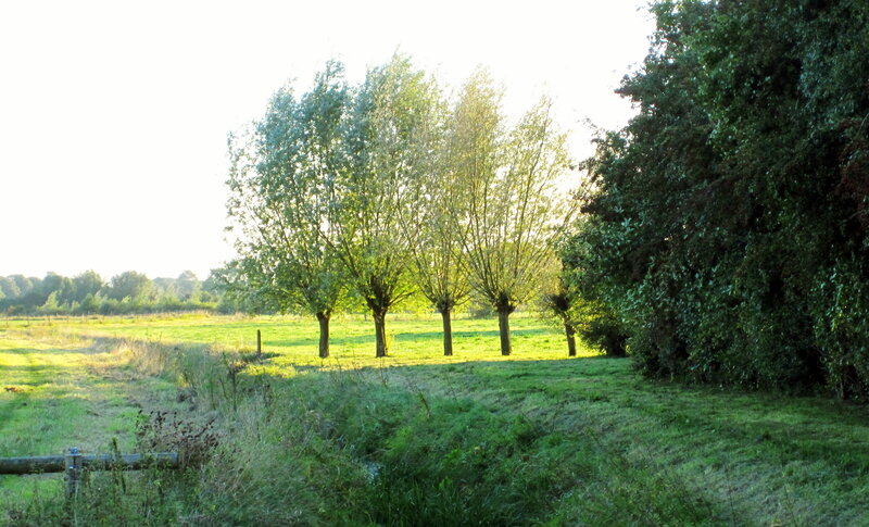 Trees in a Field — Green, Serene, Morning