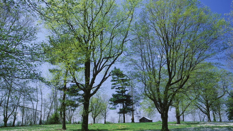 Trees in a Field — Green, Serene, Spring