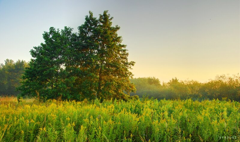 Trees in a Field — Green, Serene, Sunrise