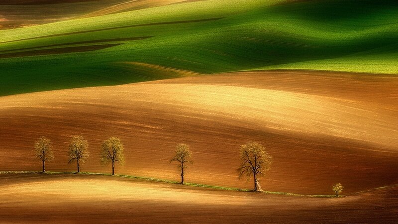 Trees in a Field — Green, Serene, Sunset, Photograph, Hills