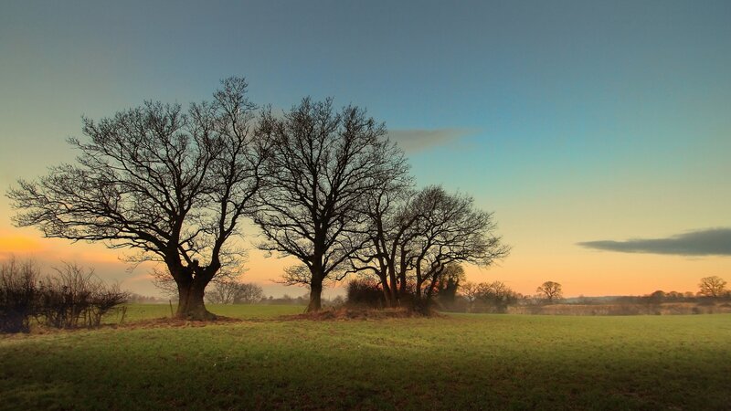 Trees in a Field — Green, Serene, Sunset, Photograph, Sky