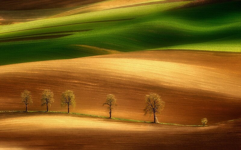 Trees in a Field — Green, Serene, Sunset