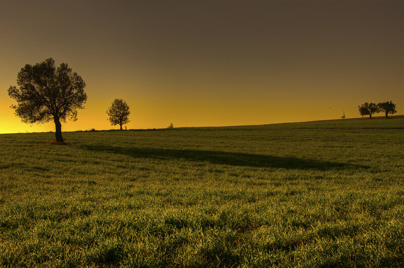 Trees in a Field — Green, Serene