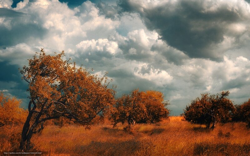 Trees in a Field — Orange, Dramatic, Afternoon