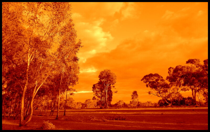 Trees in a Field — Orange, Dramatic, Sunset