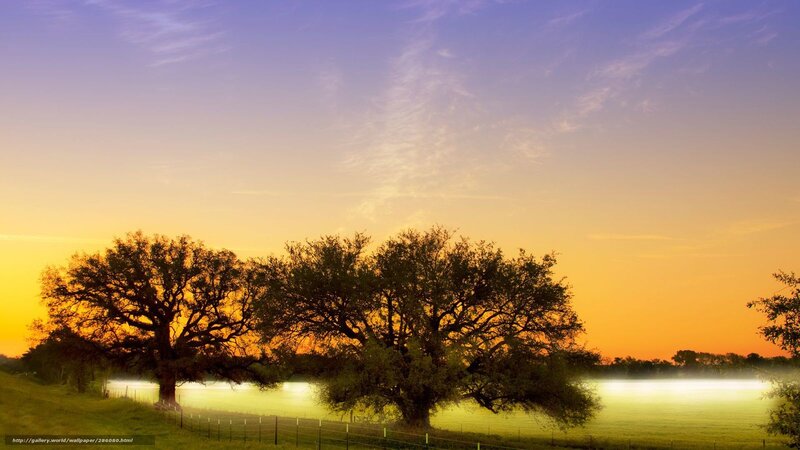 Trees in a Field — Orange, Serene