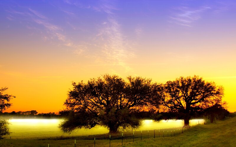 Trees in a Field — Orange