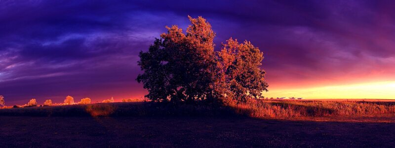 Trees in a Field — Purple, Dramatic