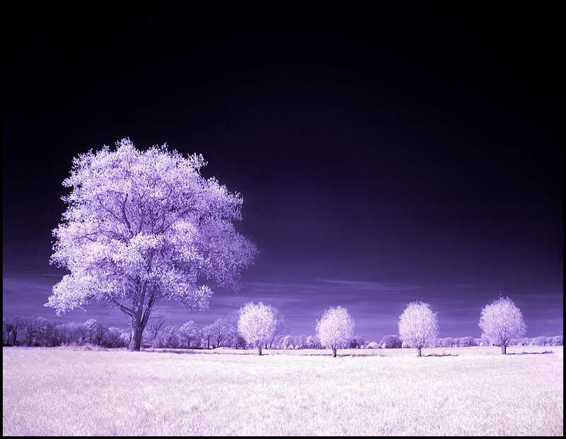 Trees in a Field — Purple
