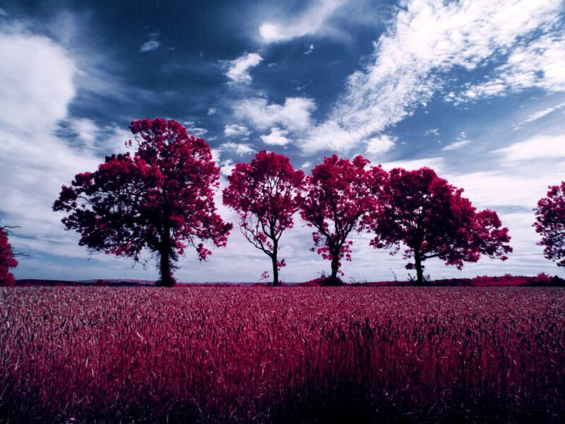 Trees in a Field — Red, Dramatic