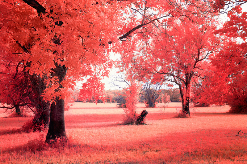 Trees in a Field — Red, Serene