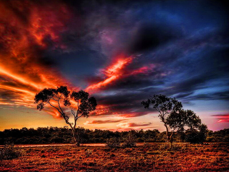 Trees in a Field — Red