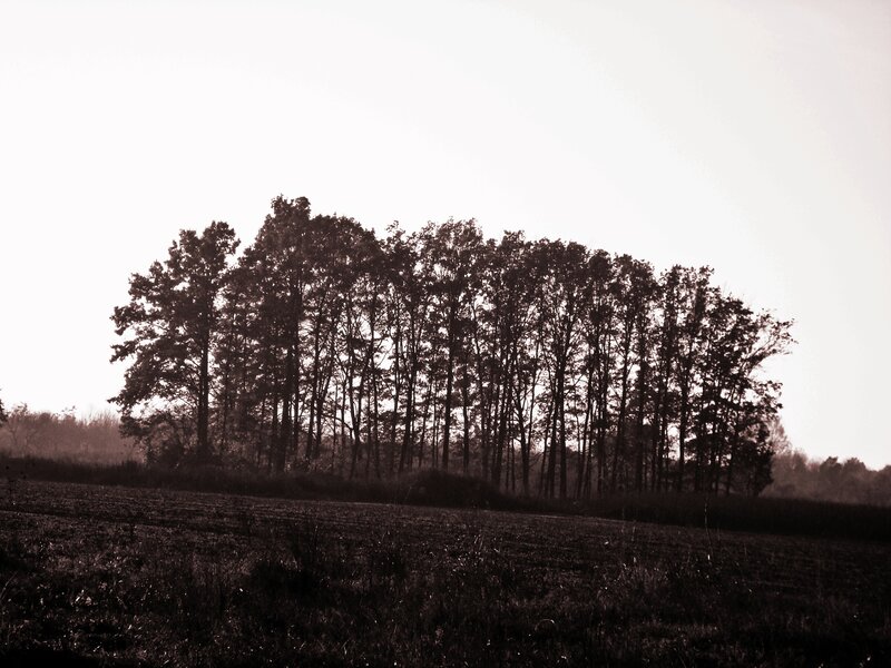 Trees in a Field