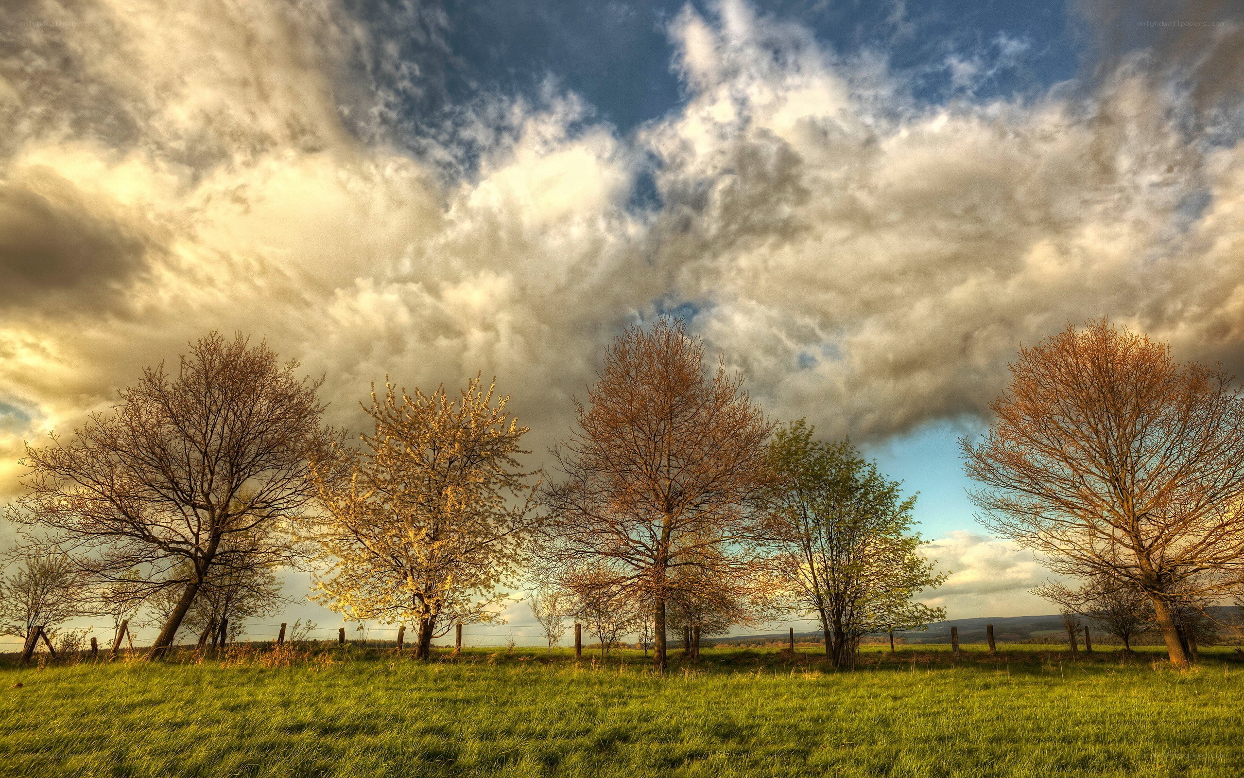 Trees in a field under cloudy sky