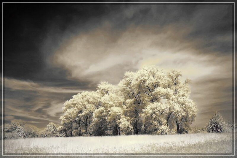 Trees in a Field — White