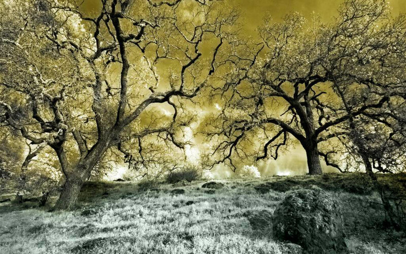 Trees in a Field — Yellow, Dramatic, Photograph
