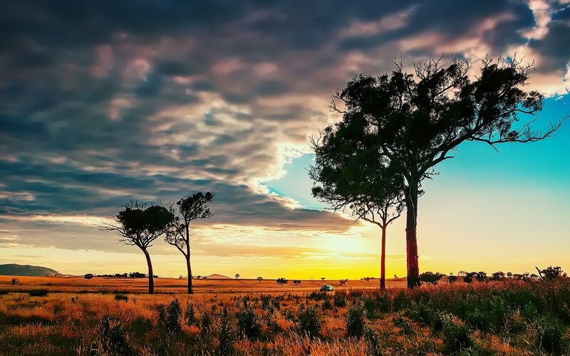 Trees in a Field — Yellow, Dramatic