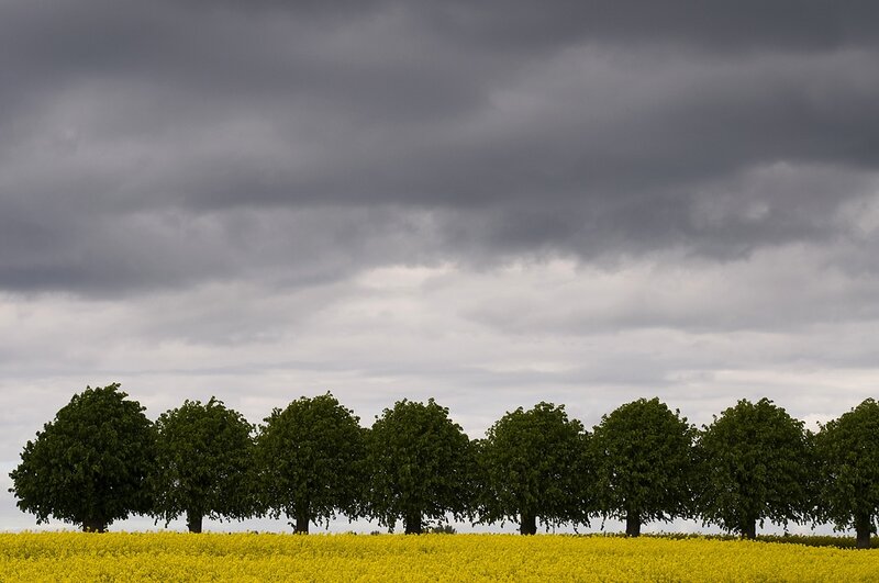 Trees in a Field — Yellow
