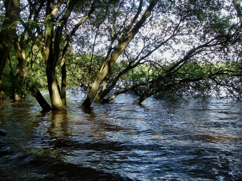 Trees in a flooded river