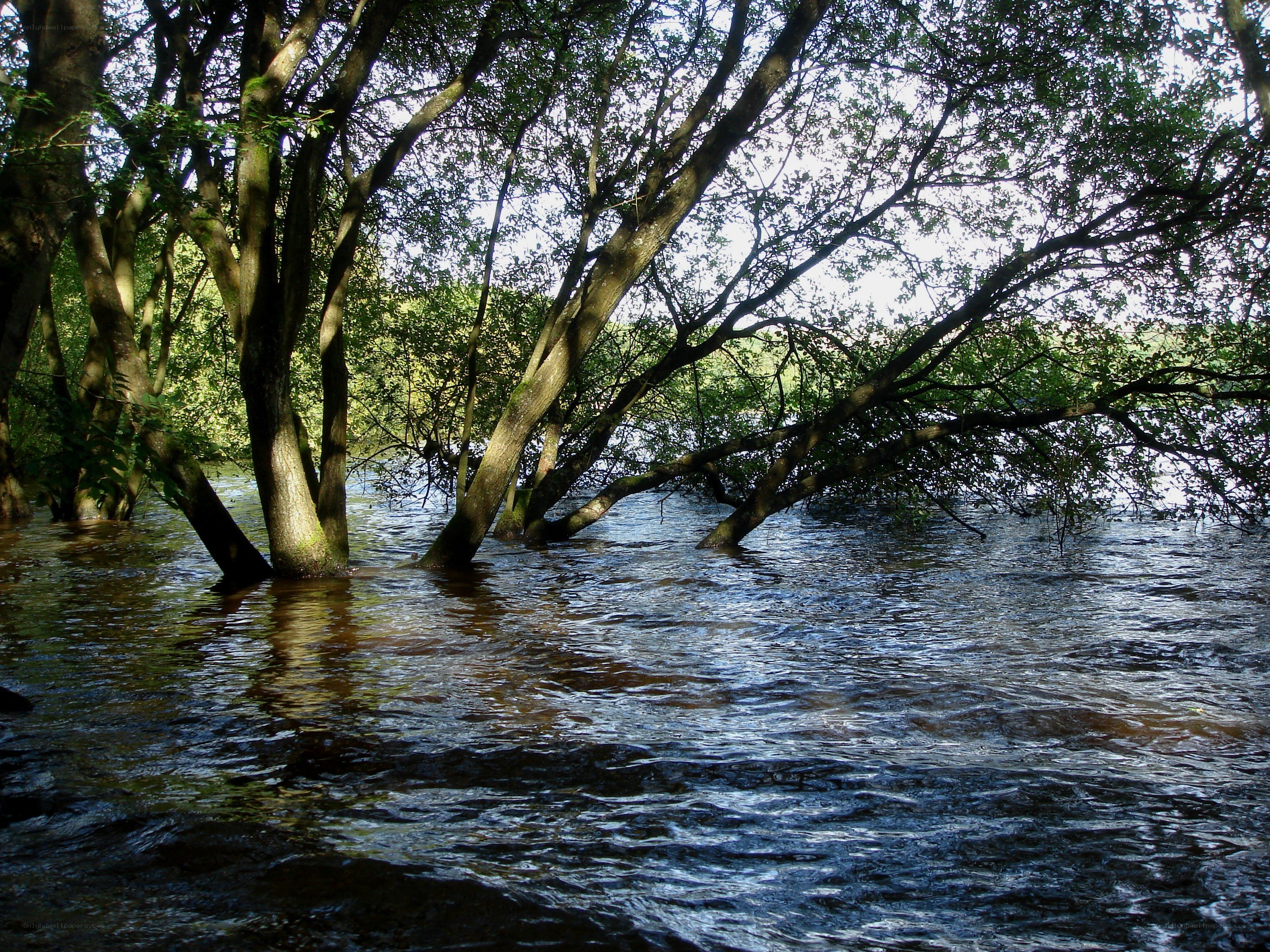 Trees in a flooded river