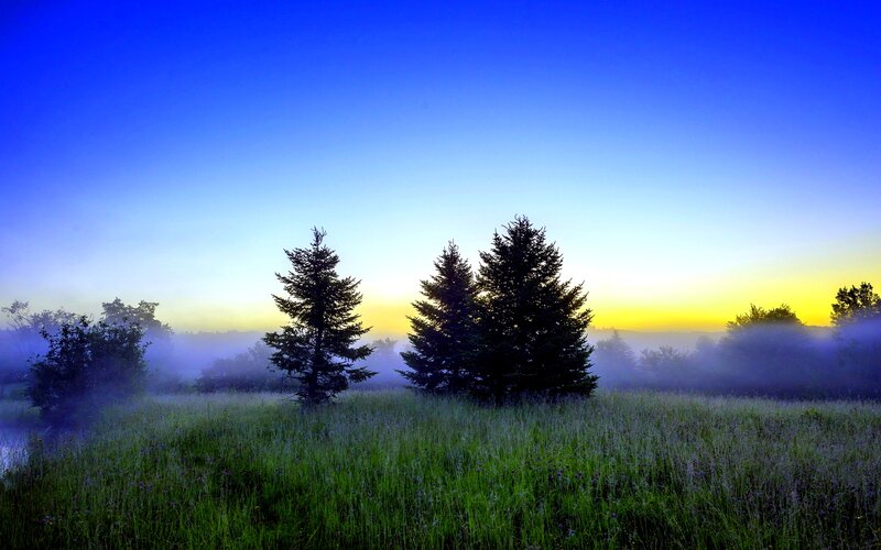 Trees in a Foggy Field — Blue, Serene