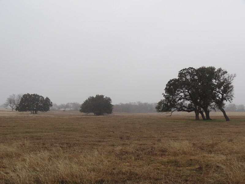 Trees in a Foggy Field — Brown, Misty