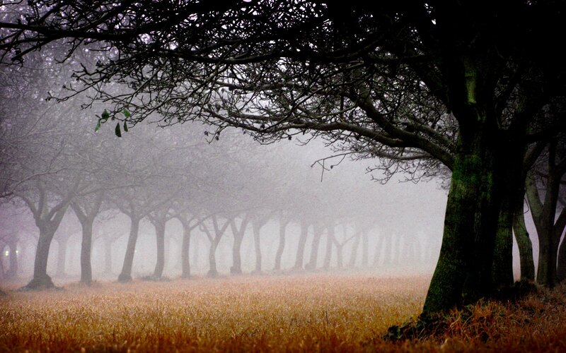 Trees in a Foggy Field — Brown