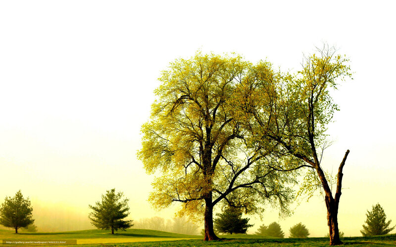 Trees in a Foggy Field — Green, Serene, Morning